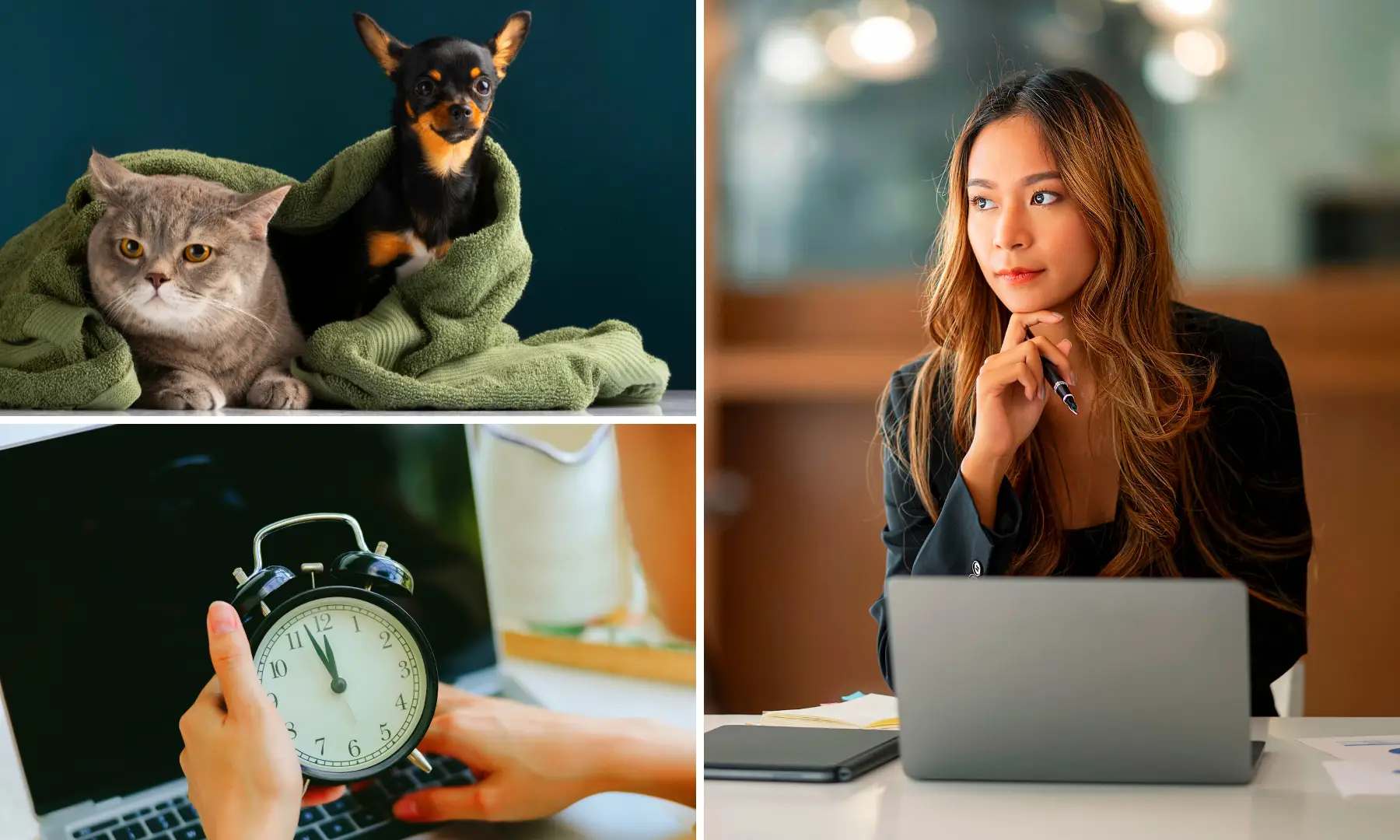 6 Tips to Keep Pets Happy When You Return to Work