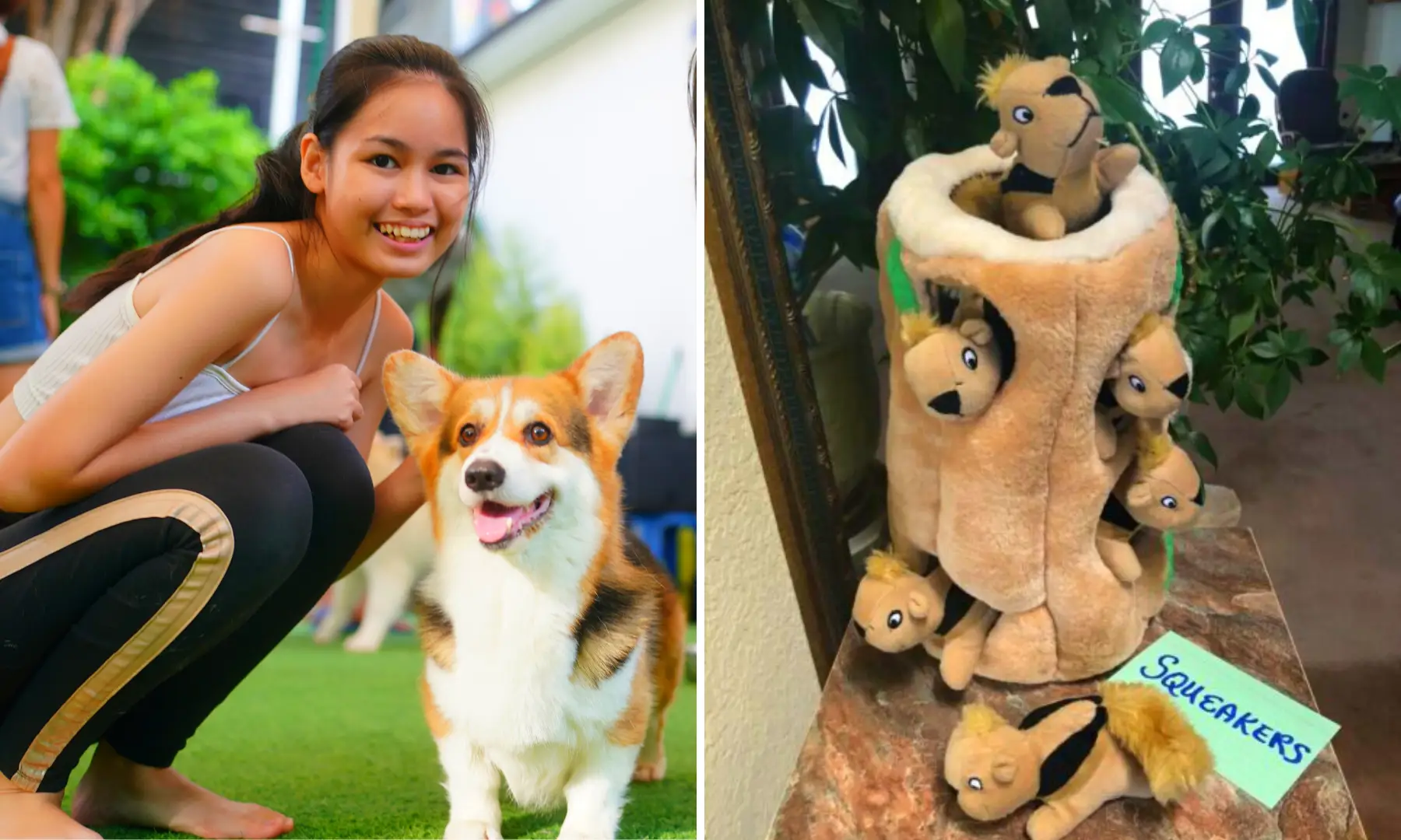 https://www.lumina.com.ph/assets/news-and-blogs-photos/Best-Dog-Toys-to-Keep-your-Furry-Friend-Busy-At-Home/Best-Dog-Toys-to-Keep-your-Furry-Friend-Busy-At-Home.webp