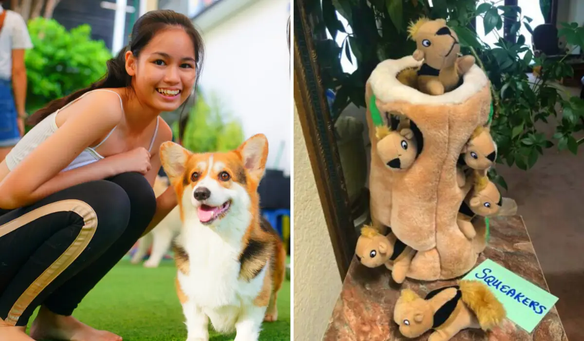 Best Dog Toys to Keep your Furry Friend Busy At Home