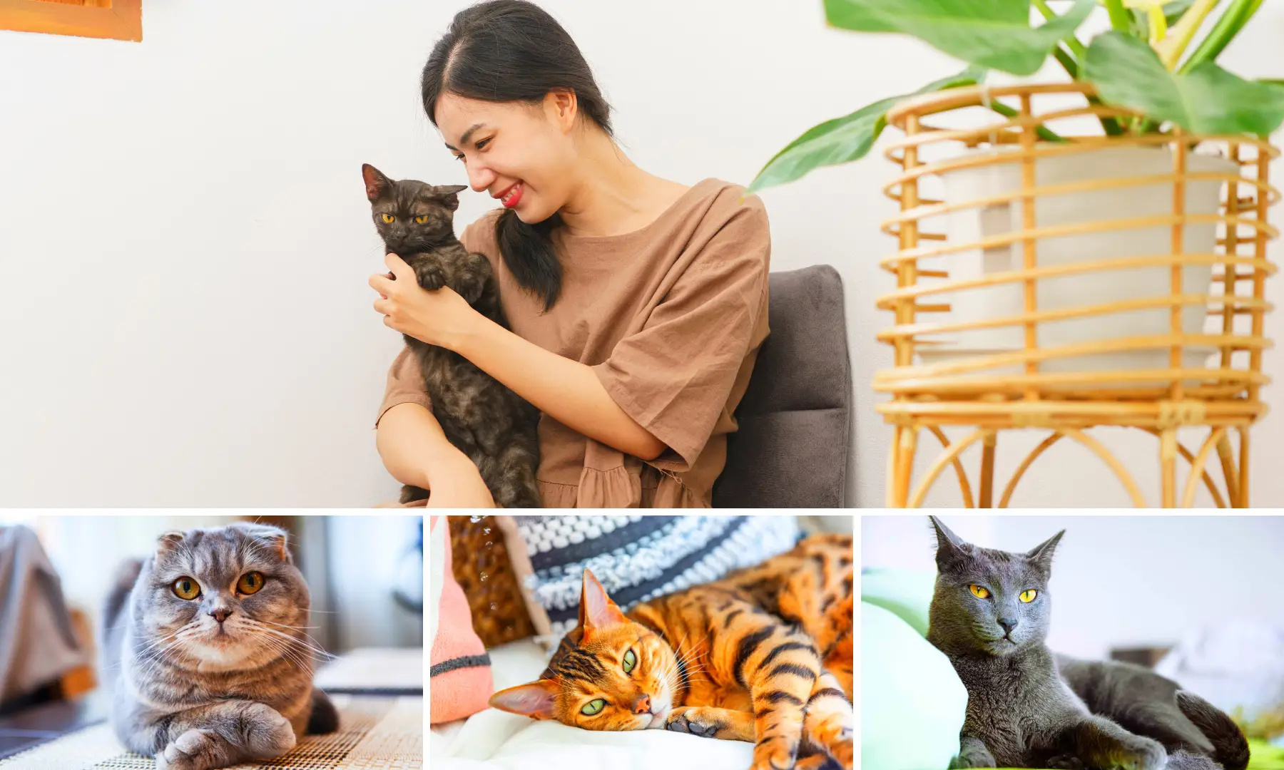 Best small cat sales breeds